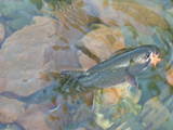 Gorgeous brookie